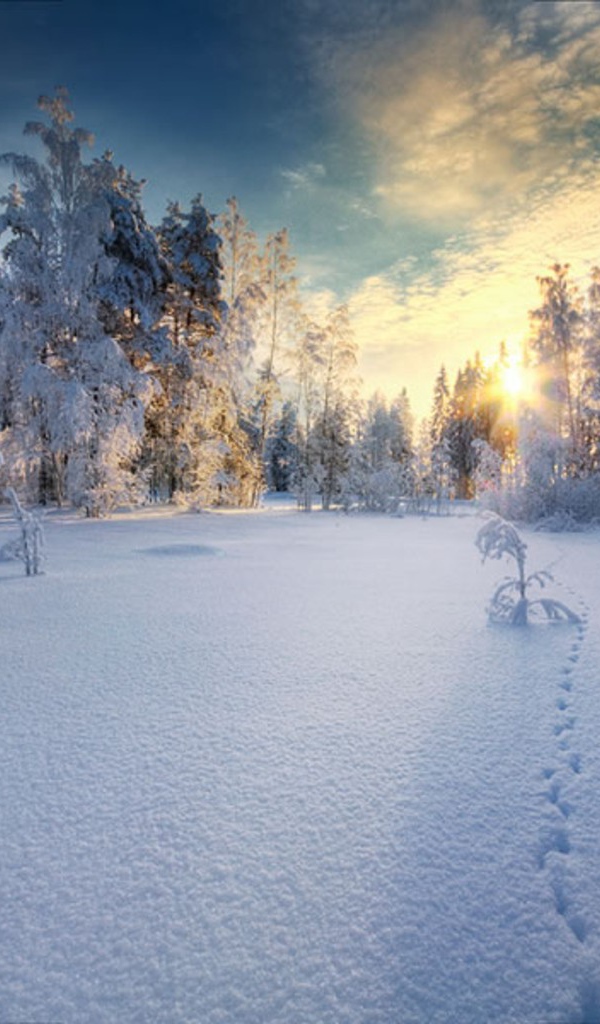 Закат в белом  заснеженном лесу