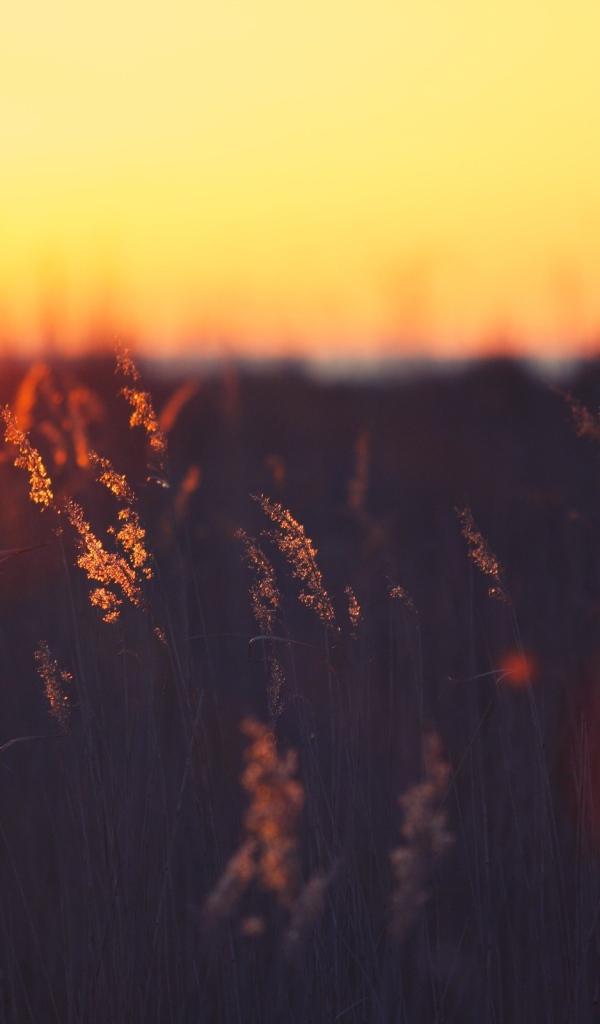 Закат над пшеничным полем