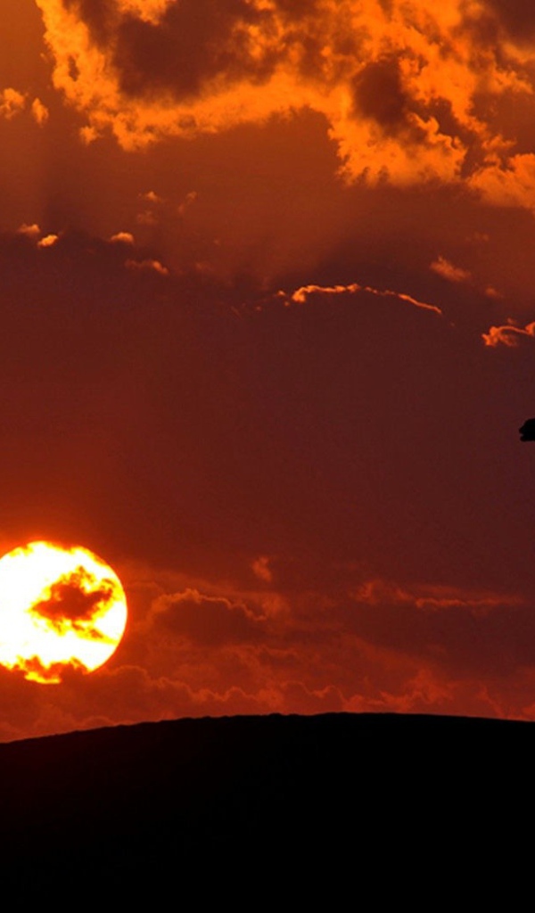 Наездник на верблюде