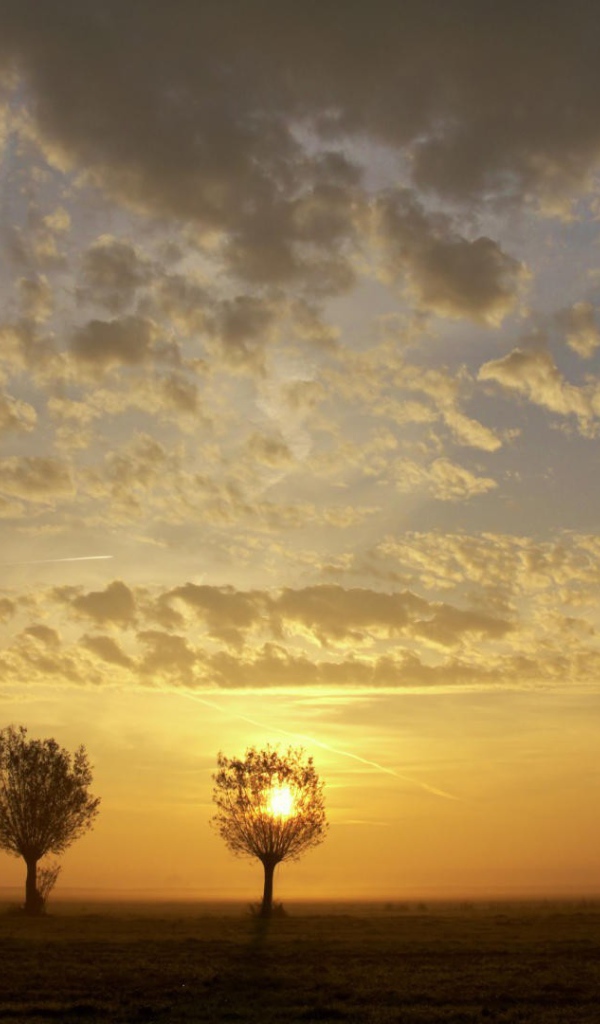 Закат за деревьями