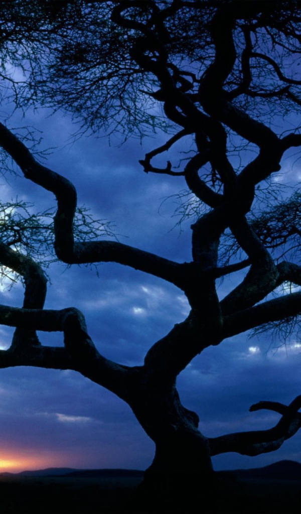 Силуэт дерева на закате