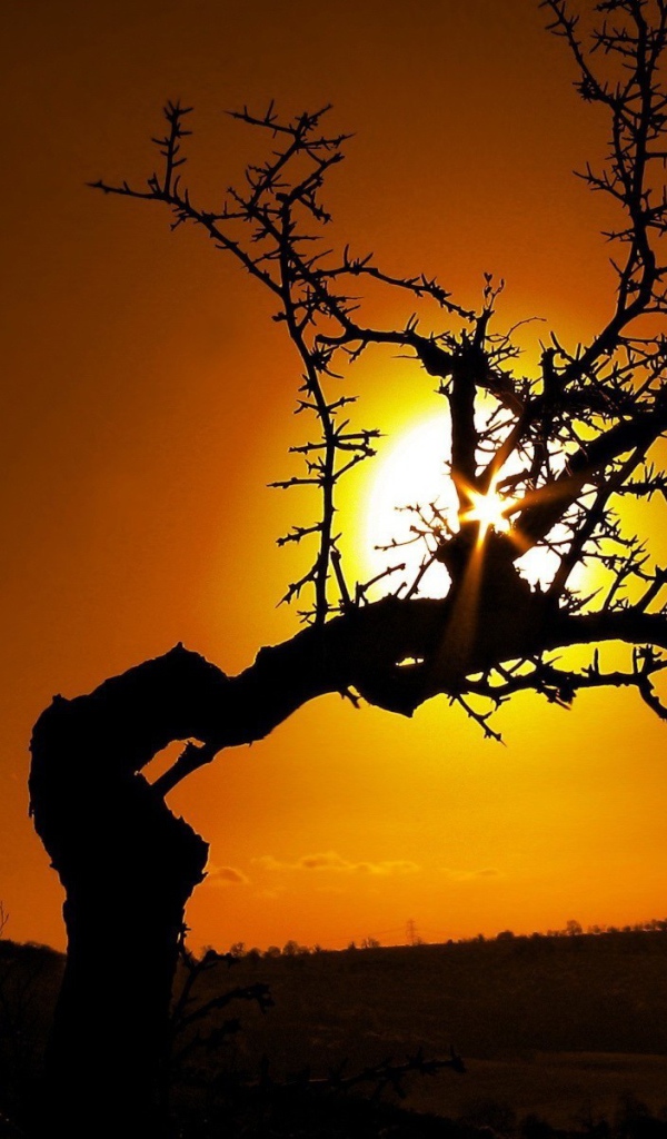 Очень кривое дерево на закате