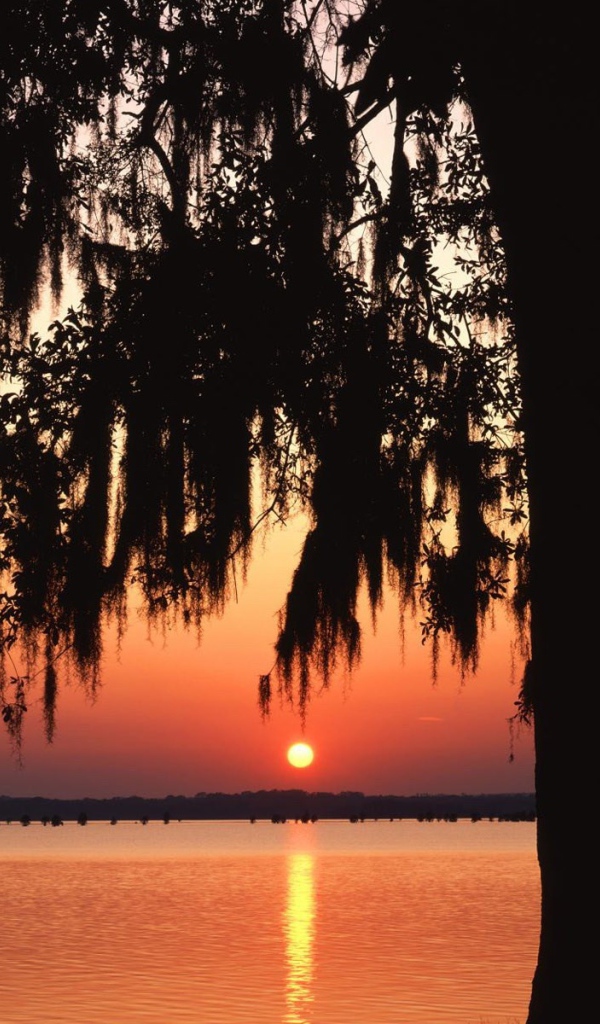 Темное дерево на фоне заката