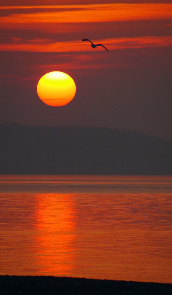 Закат над морем с птицей