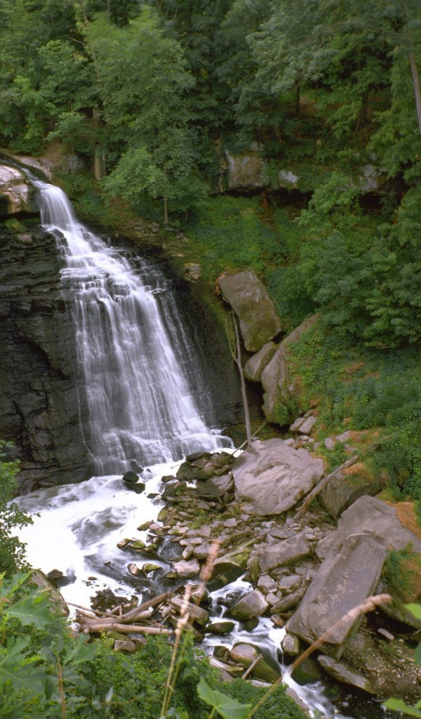 Пейзаж с растительностью