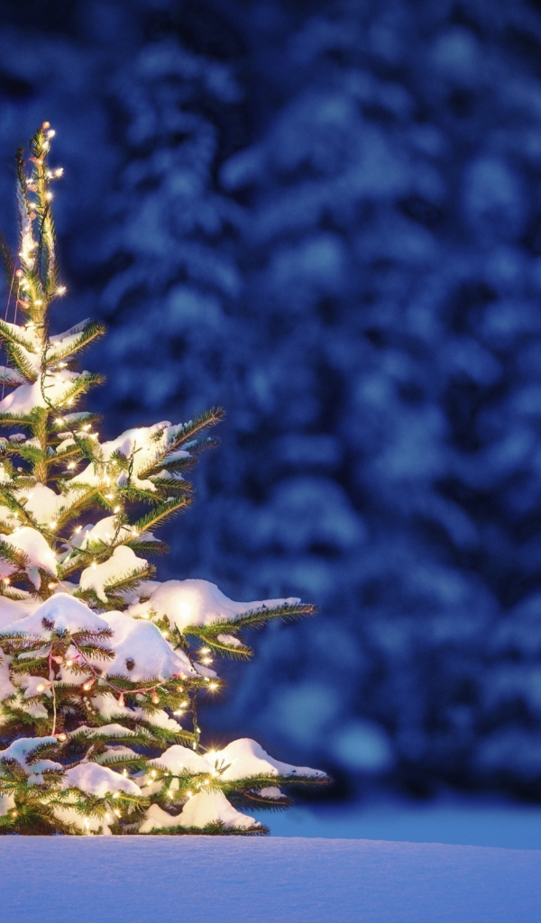 Маленькая Новогодняя елка в лесу