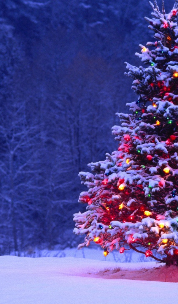 Одинокая наряженная новогодняя ёлка в лесу