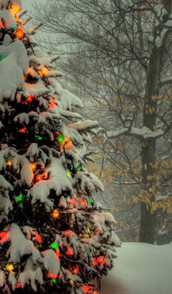 Новогодняя елка в лесу 2014 год