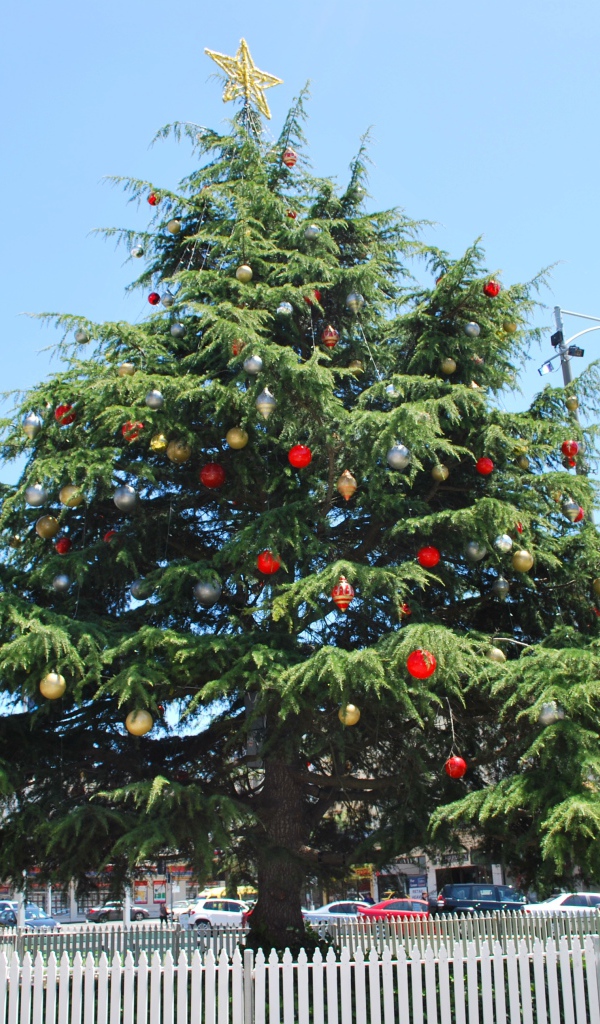 Красивая Новогодняя елка в жаркой стране