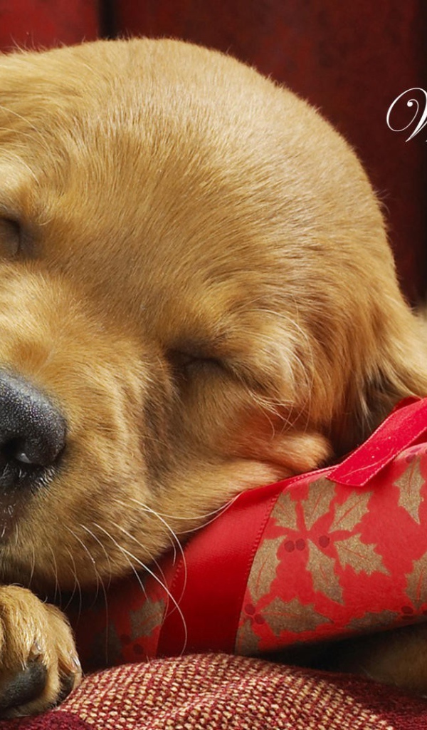 Ждать Деда Мороза - тяжёлый труд