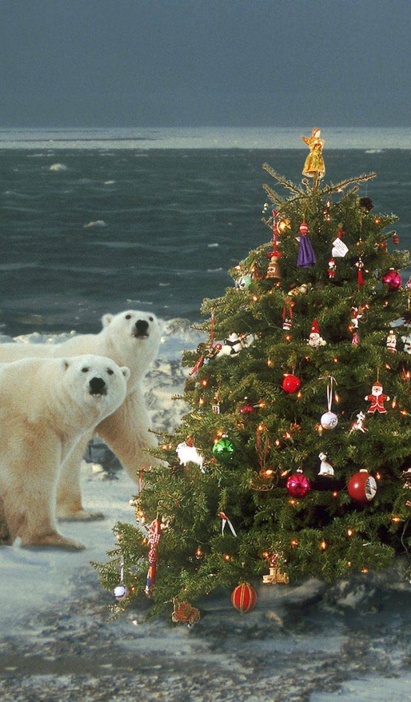 Белые медведи празднуют Новый Год