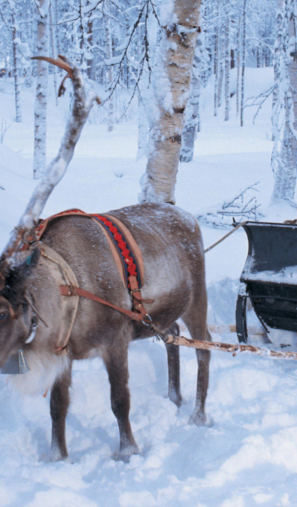 Дед мороз на санях