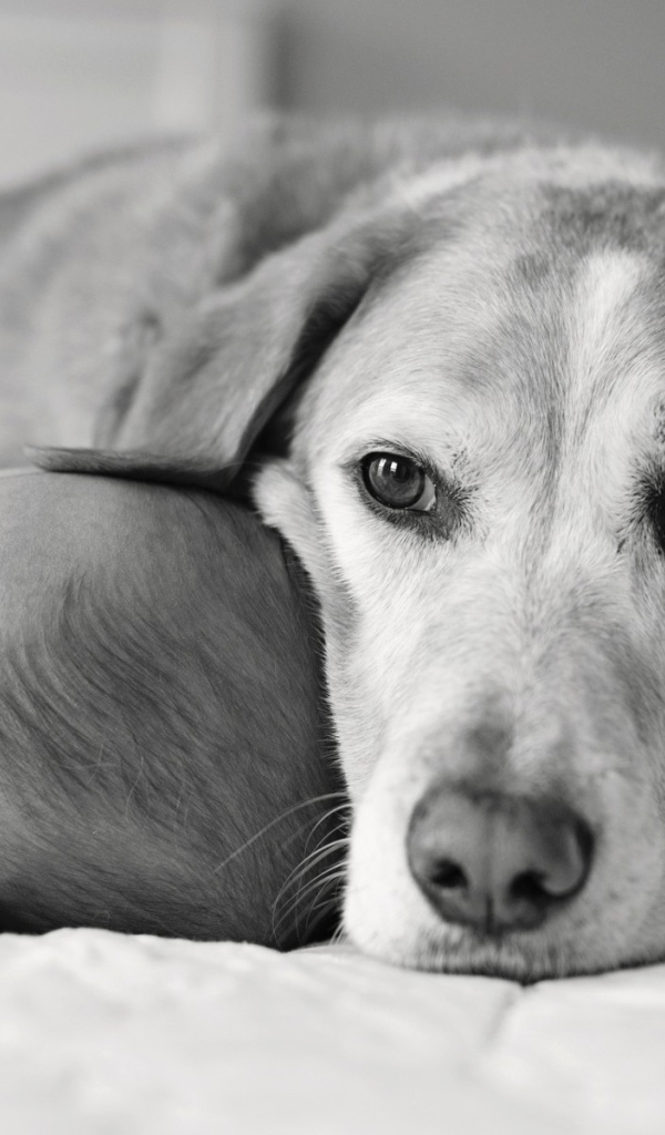 Собака спит с ребенком