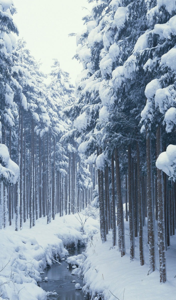 Ручей зимнем лесу