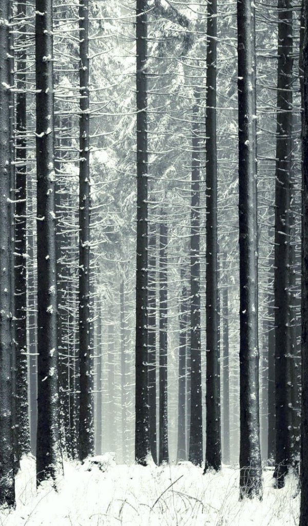Стройный зимний лес