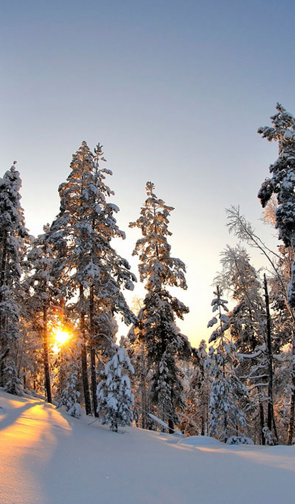 Деревья под тяжёлым снегом в зимнем лесу