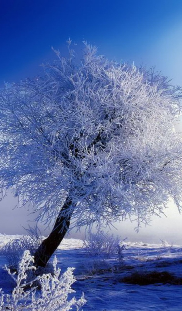 Снежные кружева на деревьях