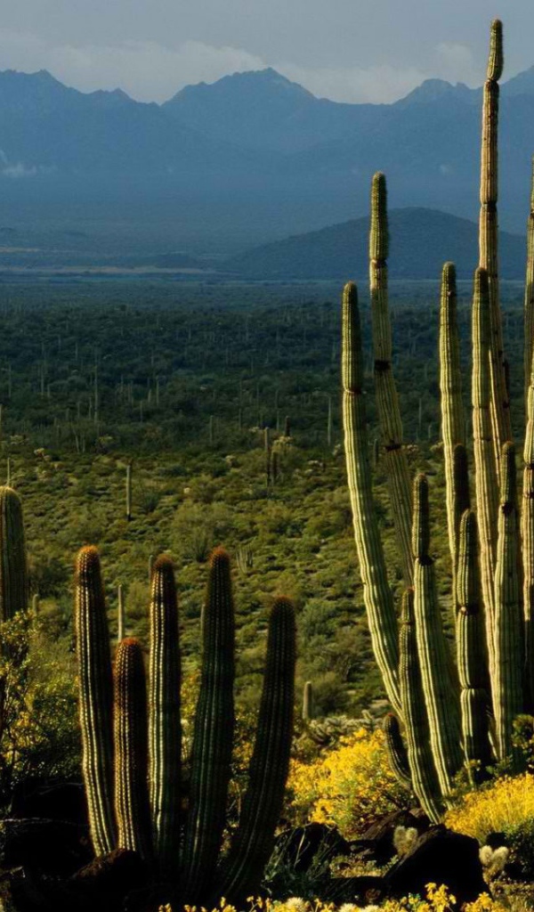 Пейзаж штата Аризона