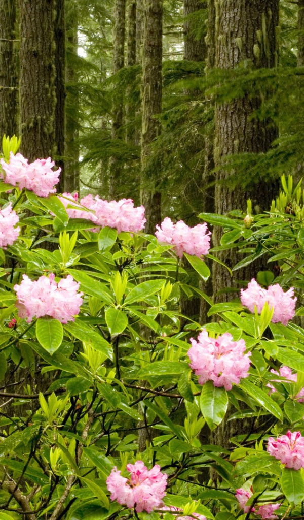 Парк в штате Вашингтон
