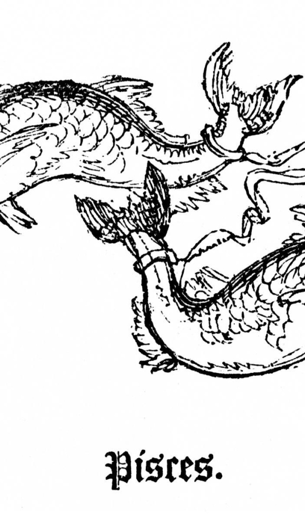 Рыбы на белом фоне