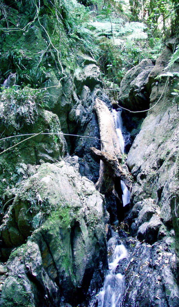 Найди кота на картинке с водопадом