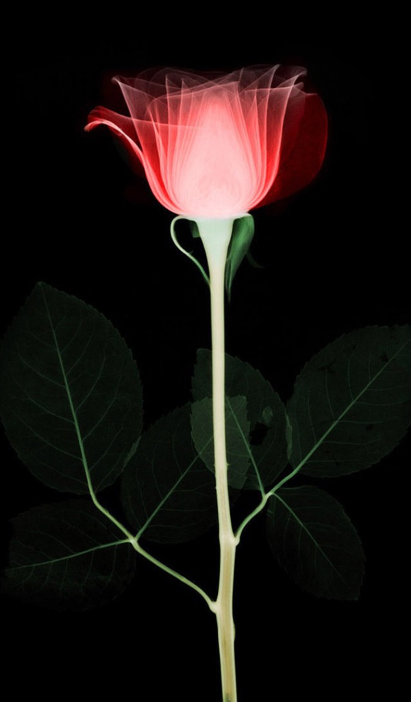 Абстрактная роза