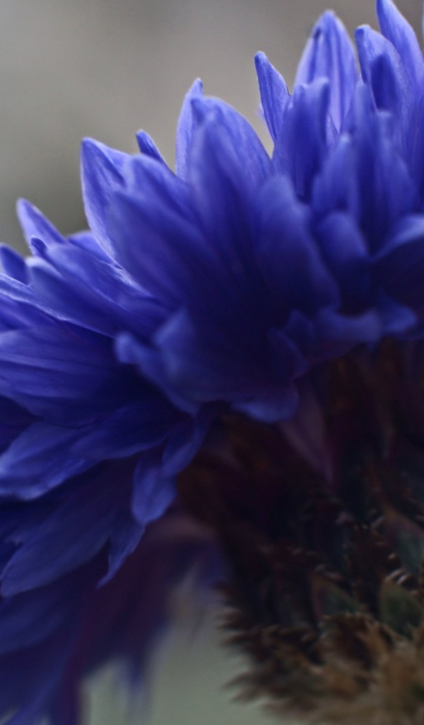 Лютик синий