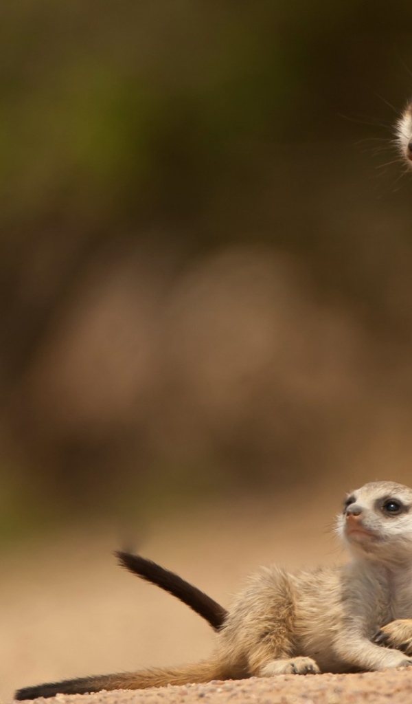 Парочка сурикатов