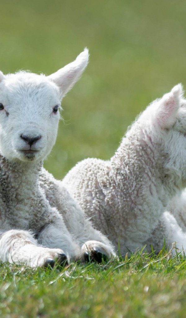 Пара маленьких ягнят