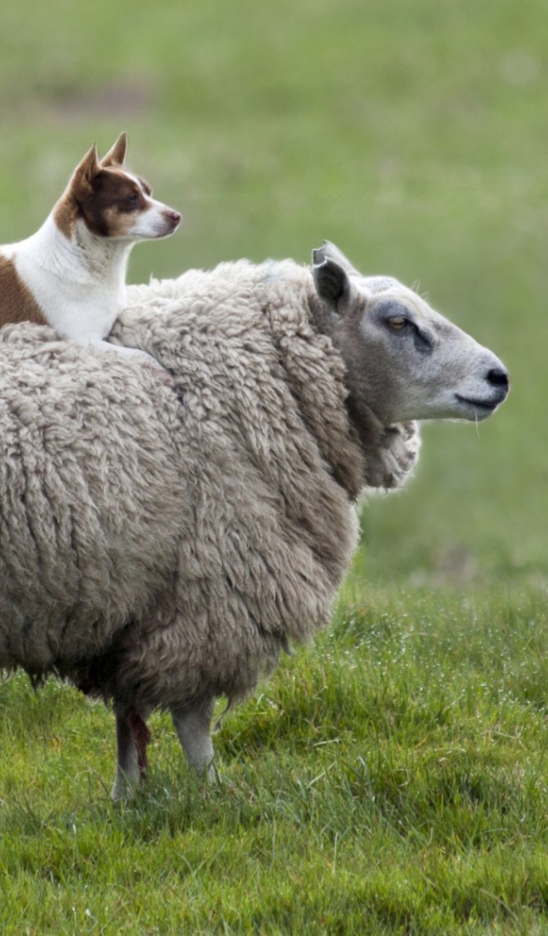 Собака на овце
