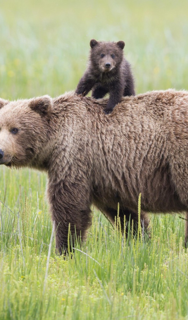 Mедведица и медвежонок на траве