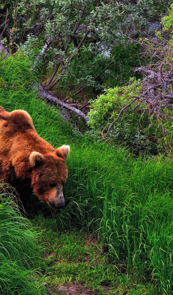 Медведь в лесу