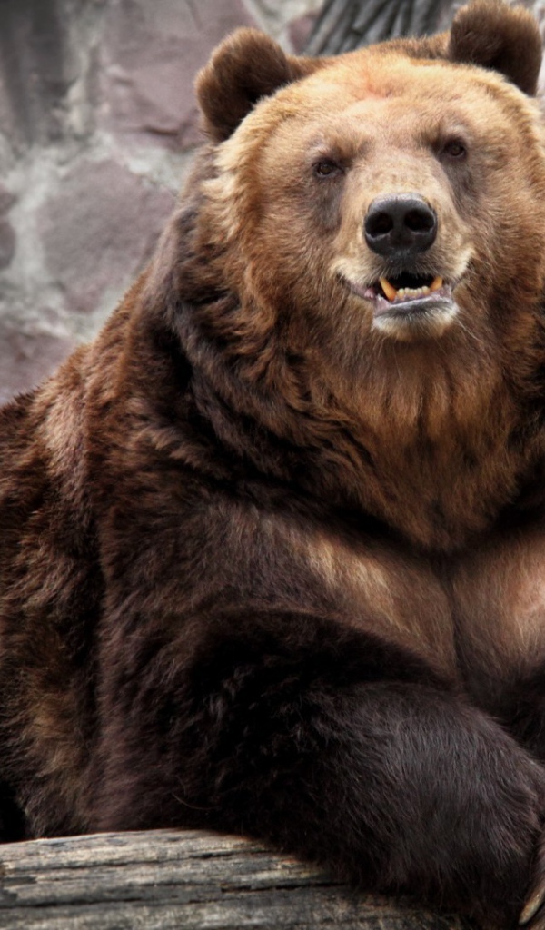 Медведь в зоопарке