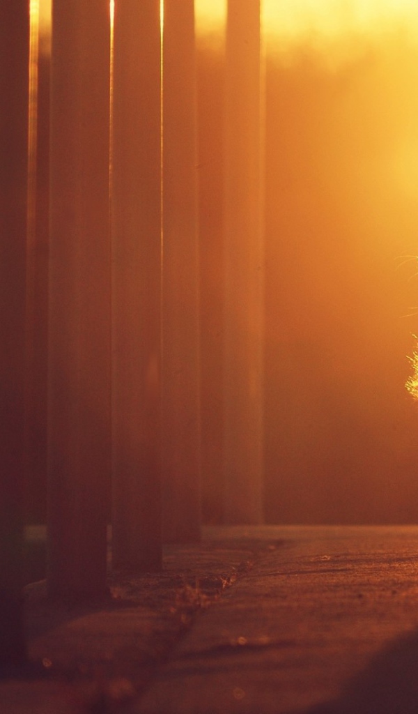 Кошка на закате