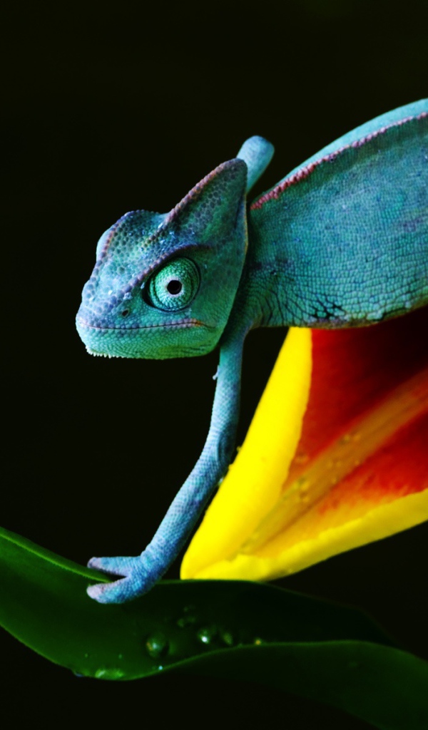 Хамелеон в голубом