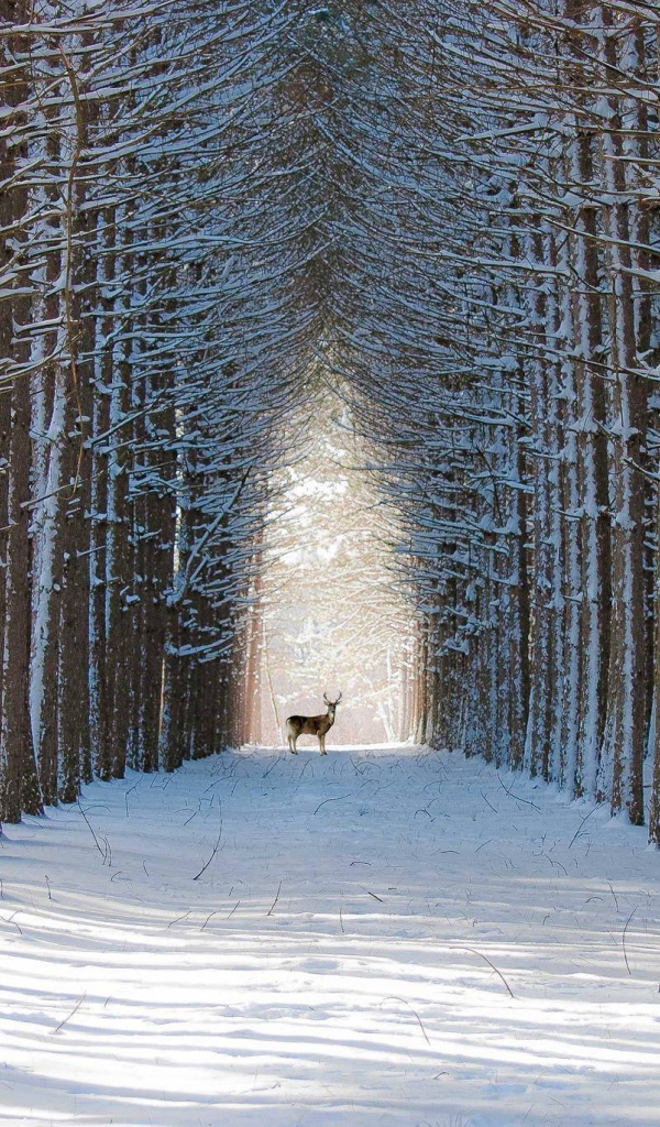 Олень в лесу