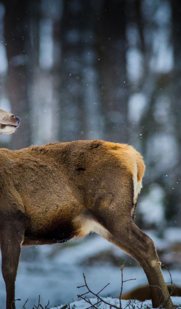Oлень в зимнем лесу