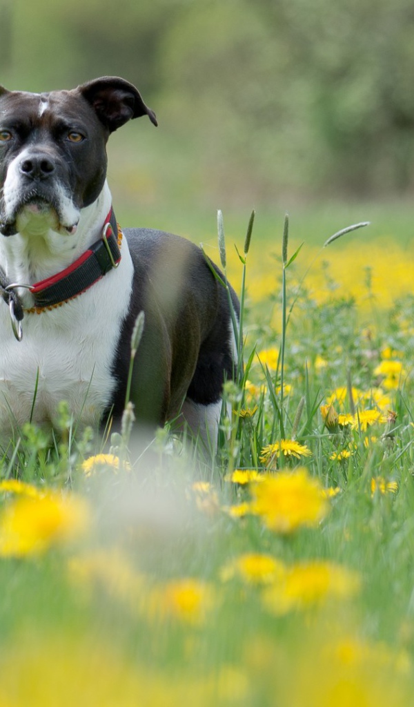 Cобака и одуванчики