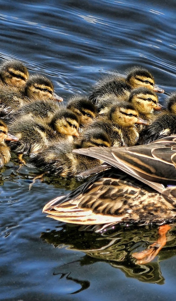 Утка с выводком