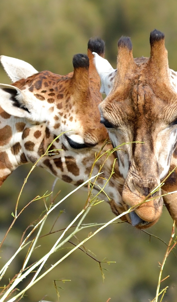 Мордочки пары жирафов