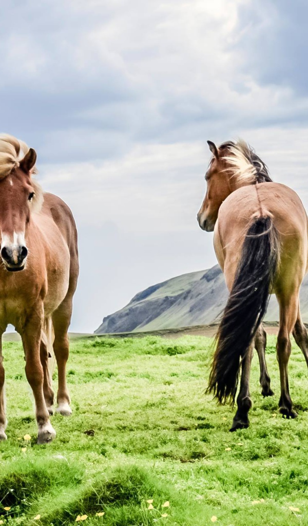 Четверка породистых лошадей