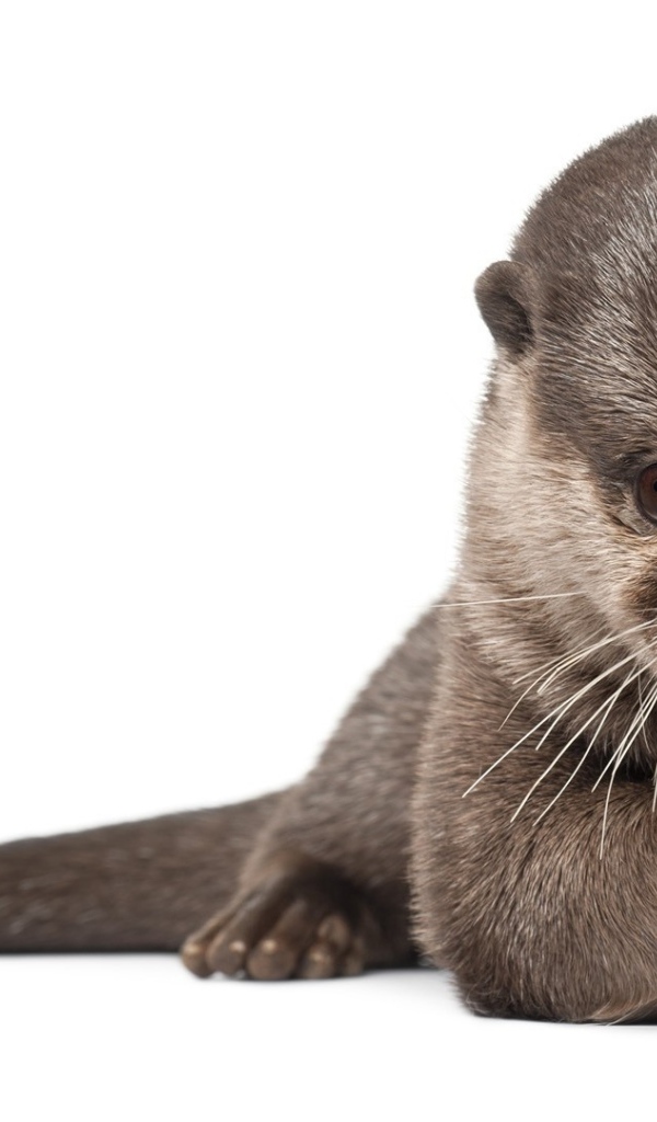 Забавный детеныш