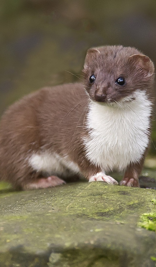 Забавный горностай