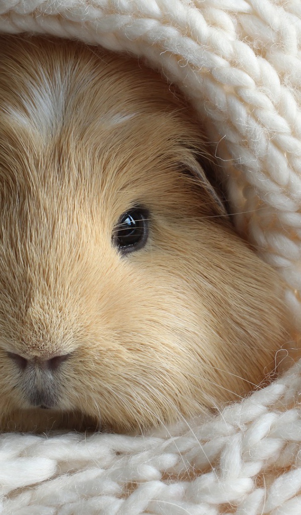 Забавный хомяк