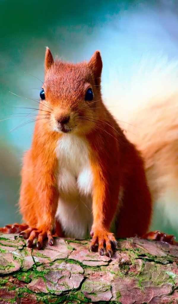 Забавная рыжая белка