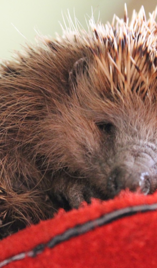 Нежный ёжик
