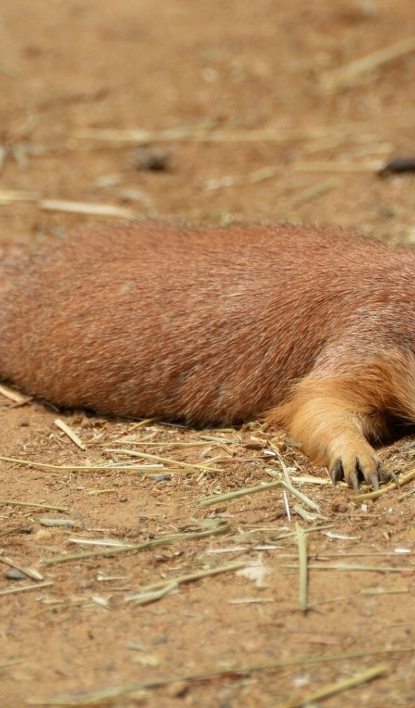 Cуслик отдыхающий