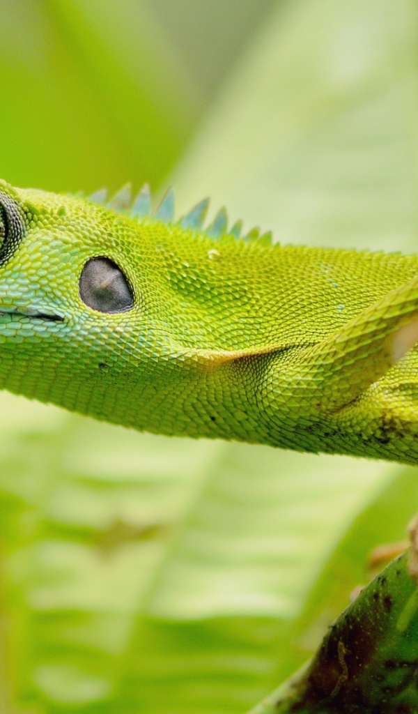 Зеленый зверь в джунглях