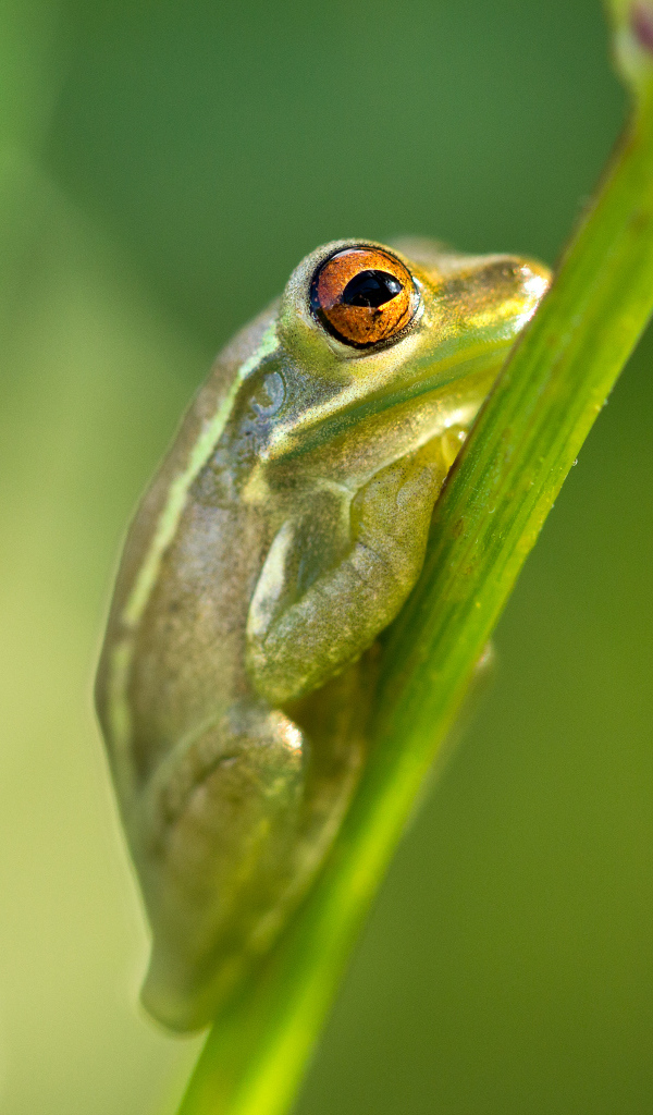 Зелёная лягушка на стебле
