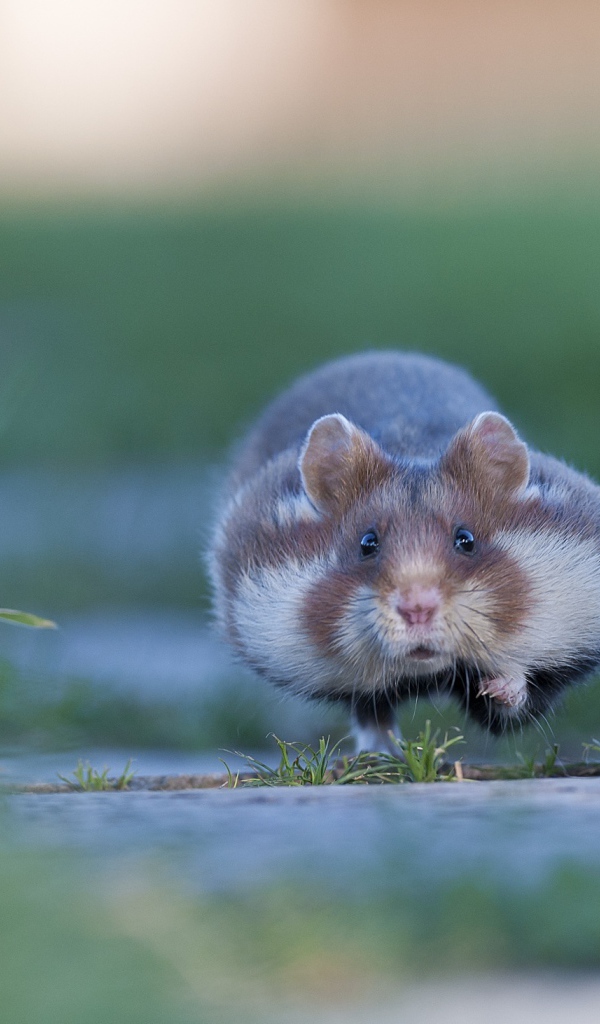 Хомяк бежит по траве